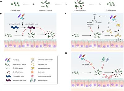 Frontiers Mechanistic Insights in the Success of Fecal